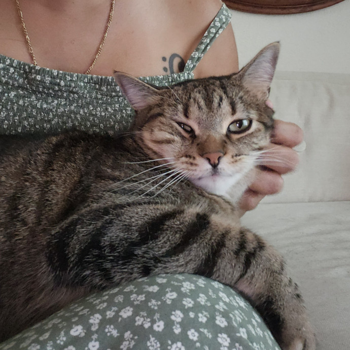 Cat Lady With 8 Years Experience