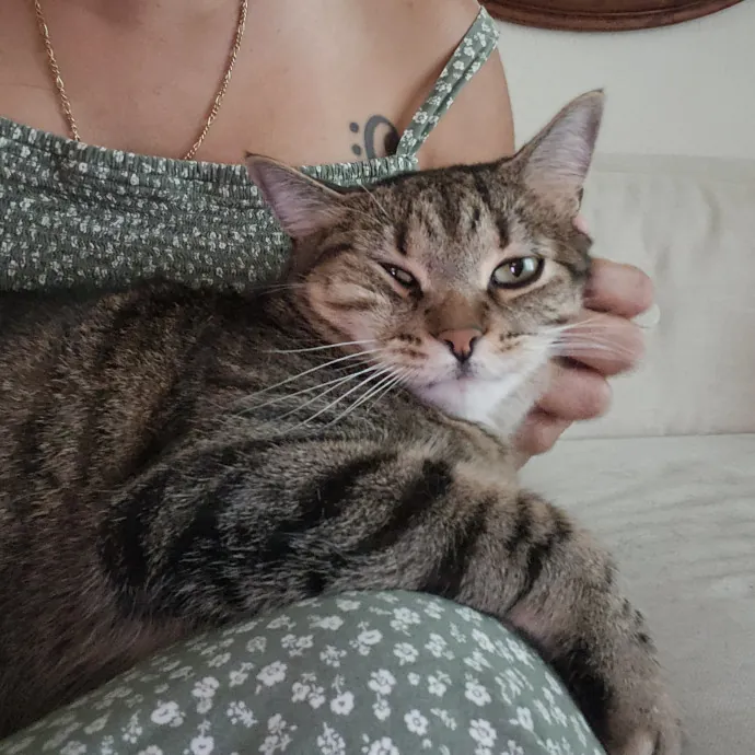 Cat Lady With 8 Years Experience