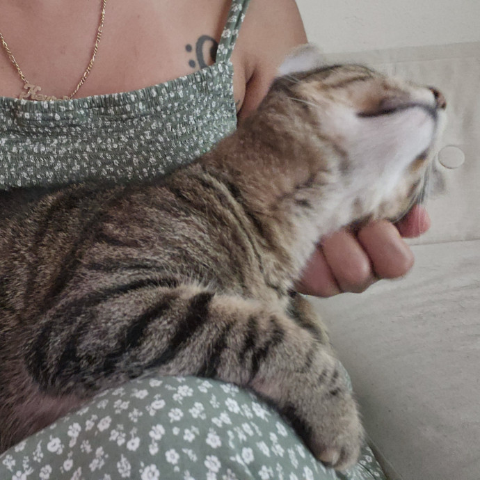 Cat Lady With 8 Years Experience