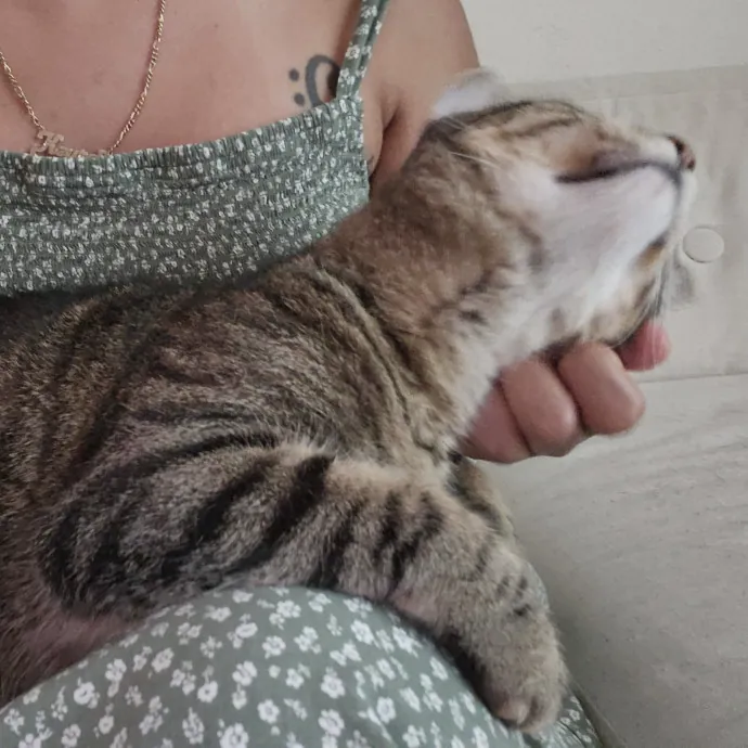 Cat Lady With 8 Years Experience