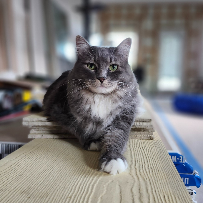 Cat Lady With 8 Years Experience photo 3