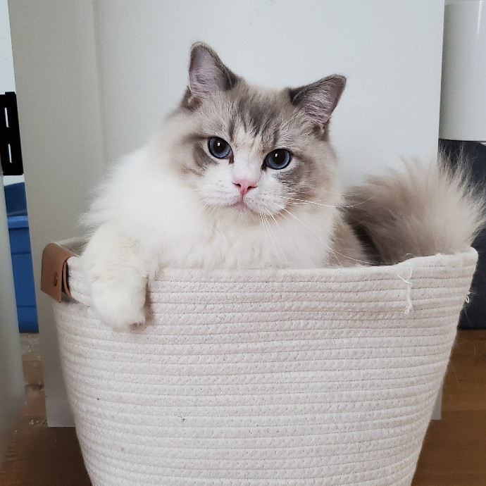 Cat Lady With 8 Years Experience photo 2