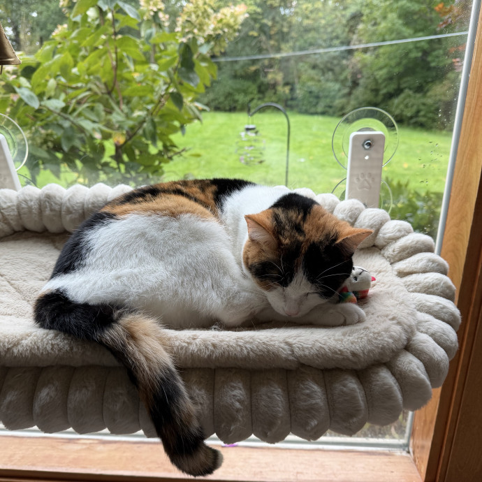 Where Every Cat Feels Loved