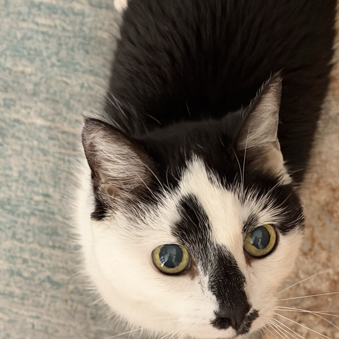 Where Every Cat Feels Loved
