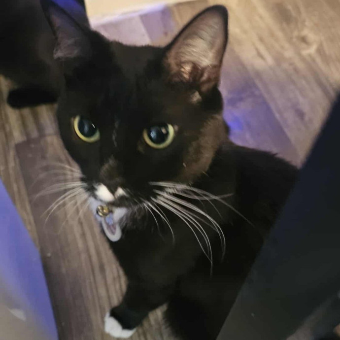 Offering High Quality Cat Care In Tucson