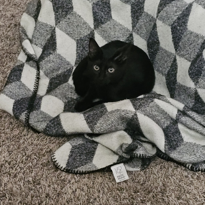 Offering High Quality Cat Care In Tucson