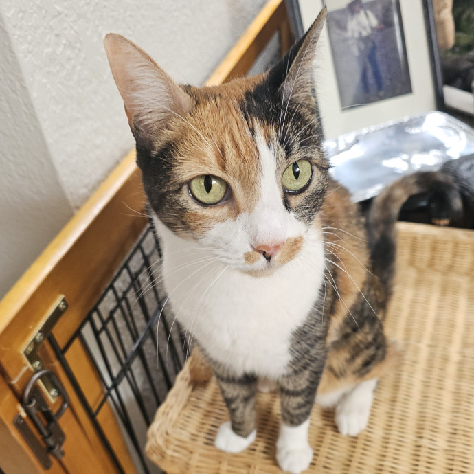 Offering High Quality Cat Care In Tucson