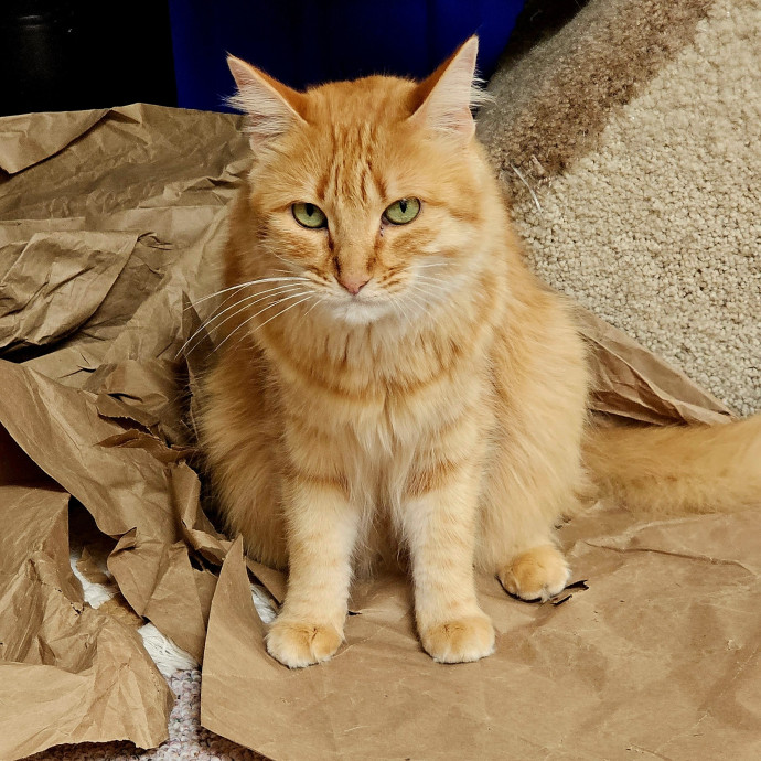 Offering High Quality Cat Care In Tucson
