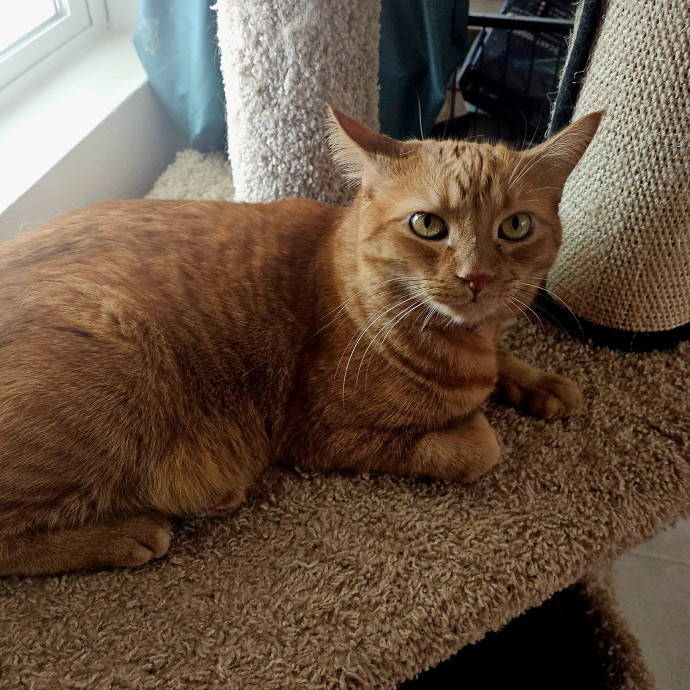 Offering High Quality Cat Care In Tucson