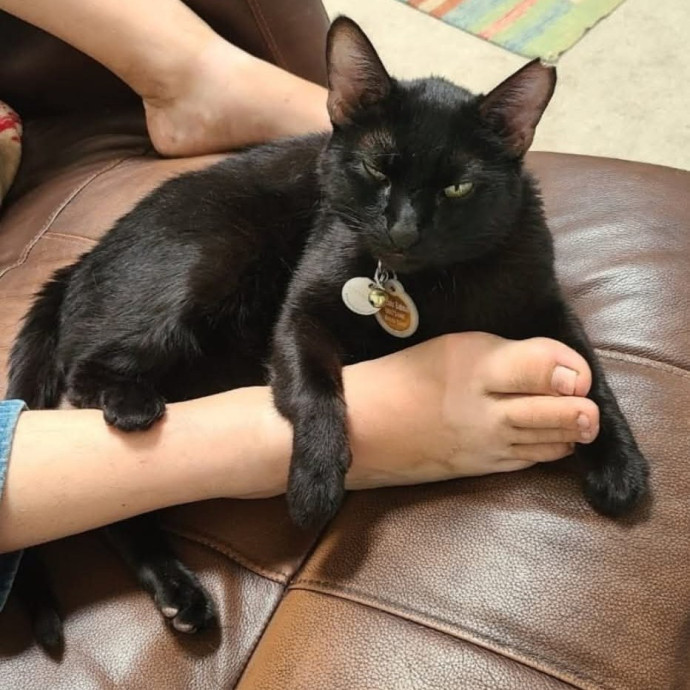 Offering High Quality Cat Care In Tucson