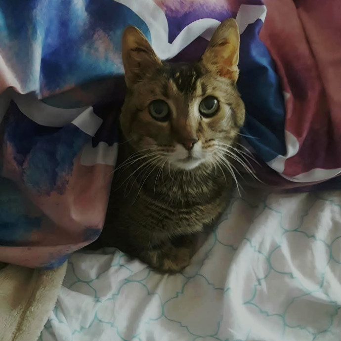 Offering High Quality Cat Care In Tucson