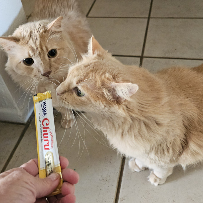 Offering High Quality Cat Care In Tucson
