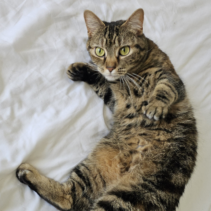 Offering High Quality Cat Care In Tucson