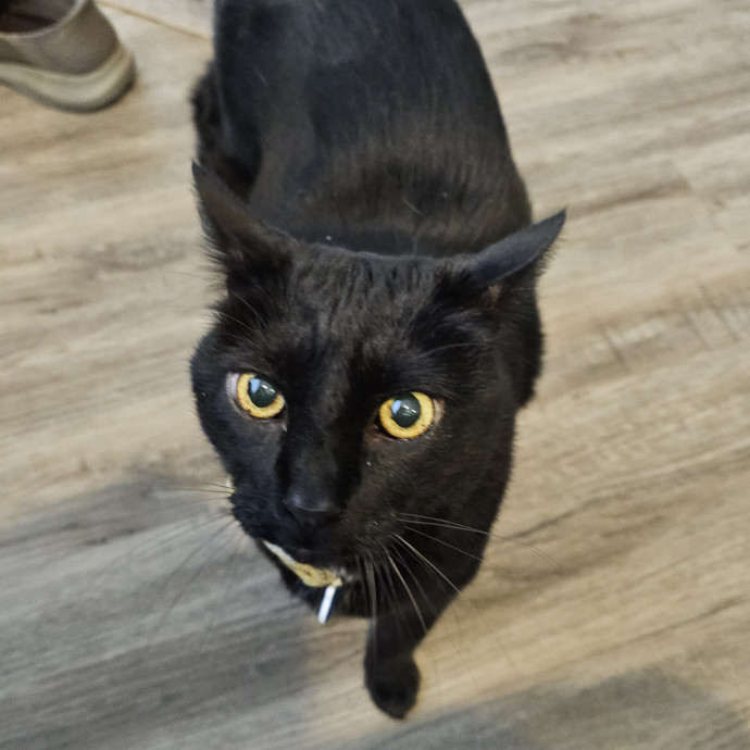 Offering High Quality Cat Care In Tucson
