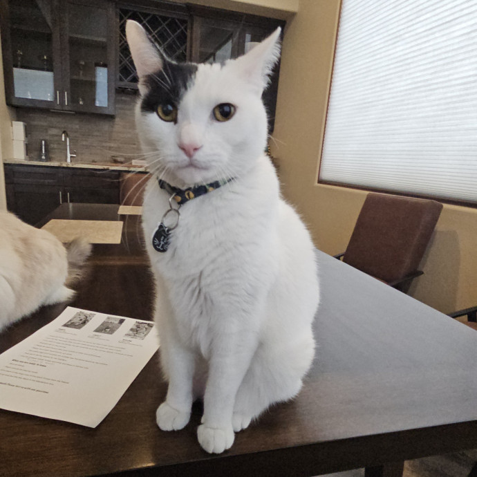 Offering High Quality Cat Care In Tucson