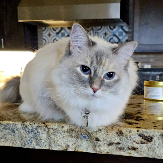 Offering High Quality Cat Care In Tucson