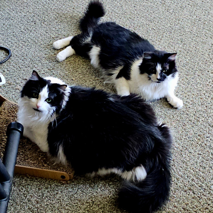 Offering High Quality Cat Care In Tucson