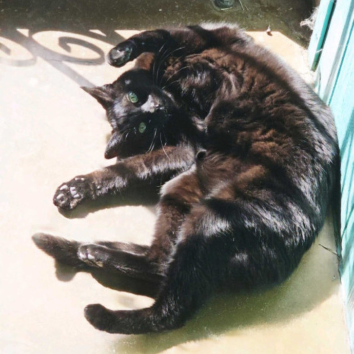 Offering High Quality Cat Care In Tucson