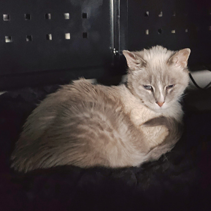 Offering High Quality Cat Care In Tucson