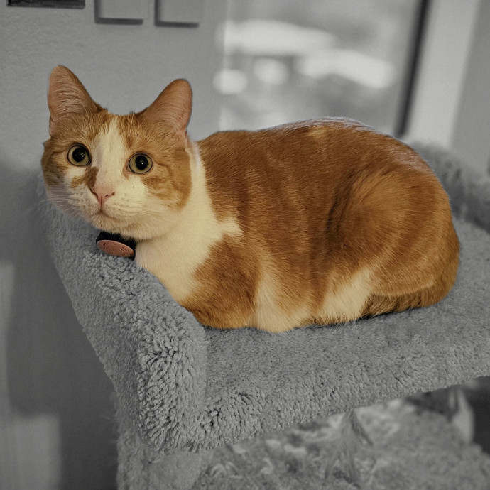 Offering High Quality Cat Care In Tucson