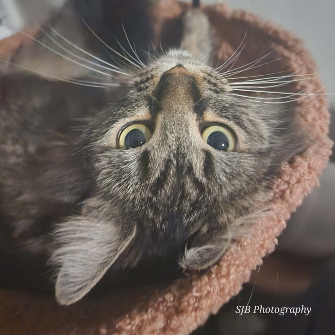 Offering High Quality Cat Care In Tucson