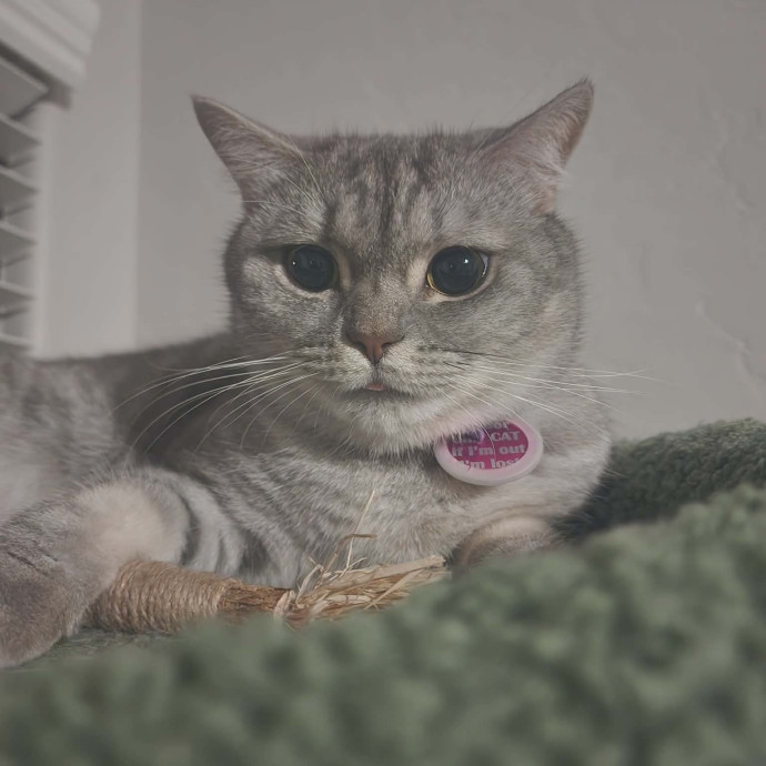 Offering High Quality Cat Care In Tucson