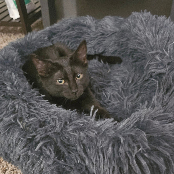 Offering High Quality Cat Care In Tucson
