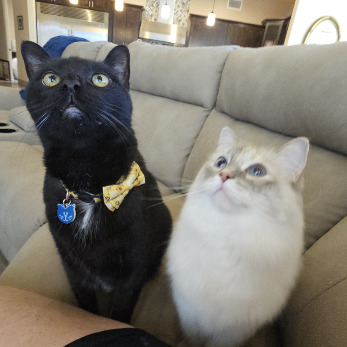 Offering High Quality Cat Care In Tucson