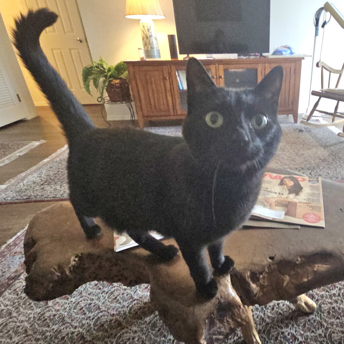 Offering High Quality Cat Care In Tucson