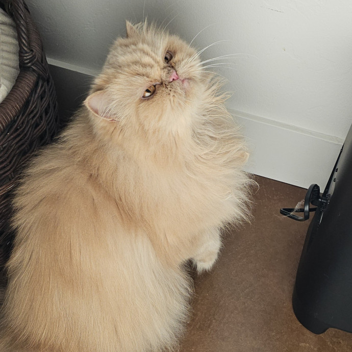 Offering High Quality Cat Care In Tucson photo 3