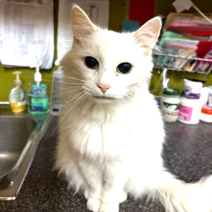 Pawsome Services