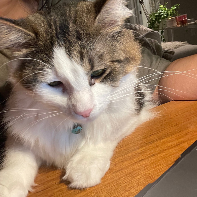Trish's Los Angeles Cat Care