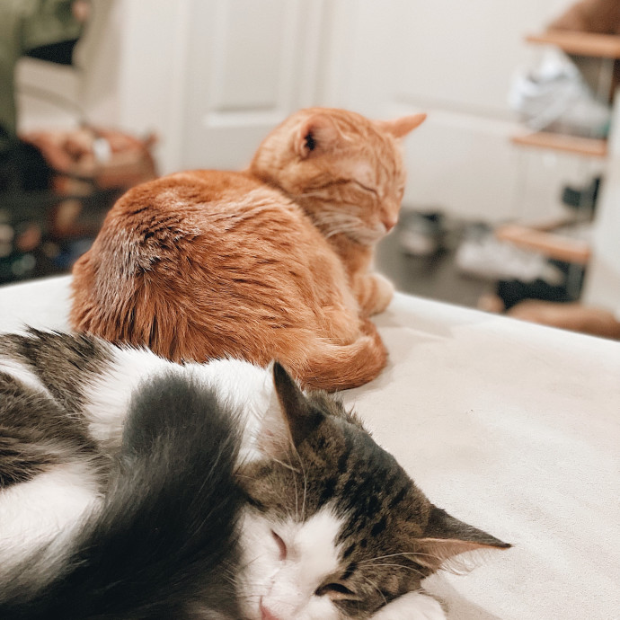 Trish's Los Angeles Cat Care