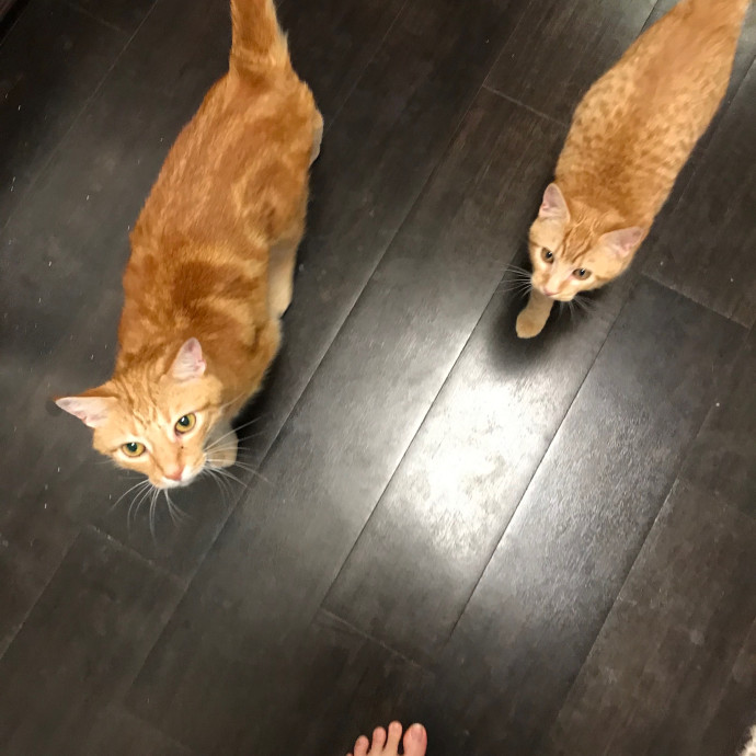Trish's Los Angeles Cat Care