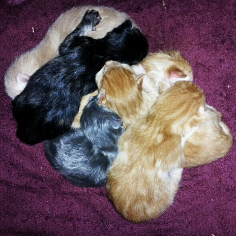 Trish's Los Angeles Cat Care