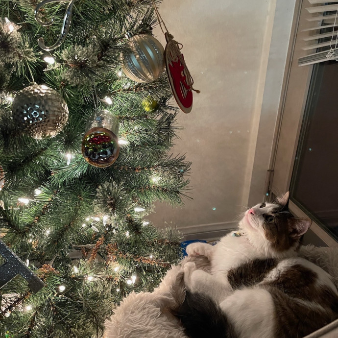 Trish's Los Angeles Cat Care