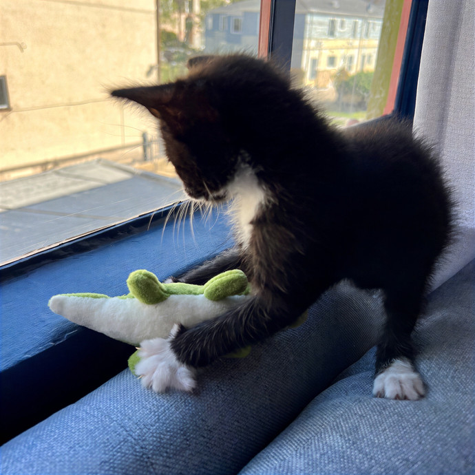 Cat Lover And Cookie Eater