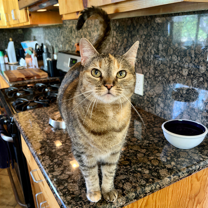 Cat Lover And Cookie Eater