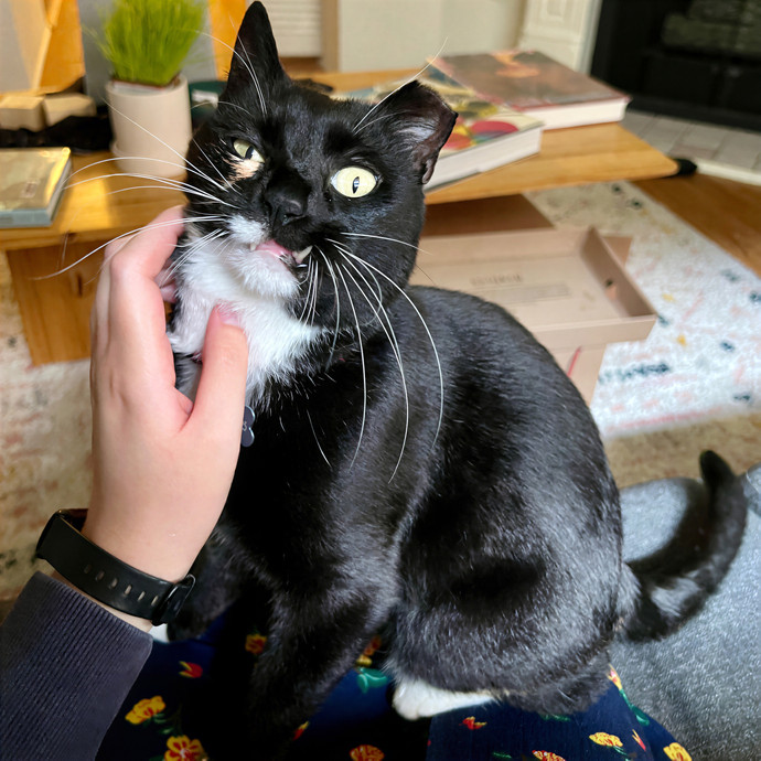 Cat Lover And Cookie Eater
