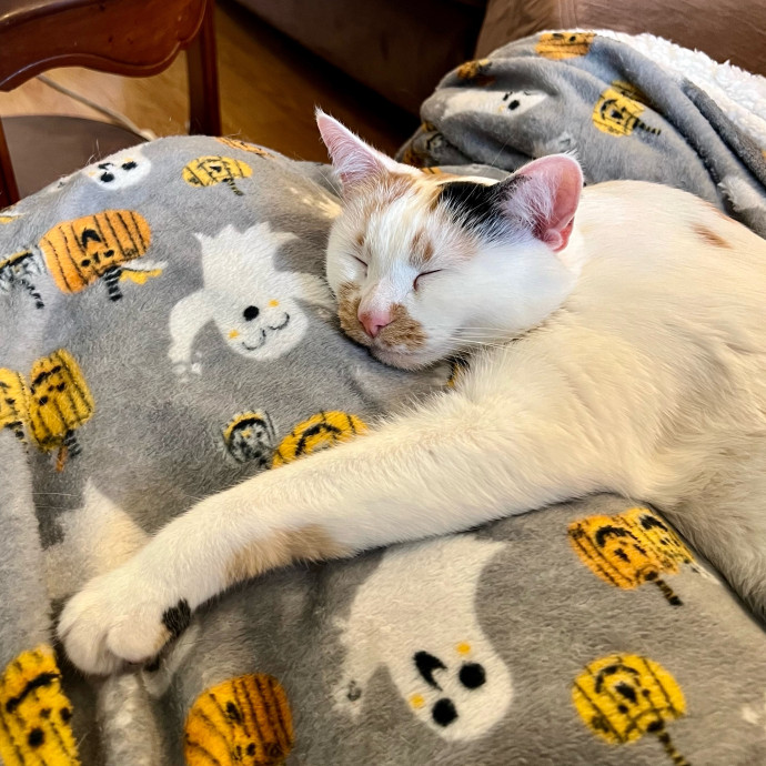 Cat Lover And Cookie Eater