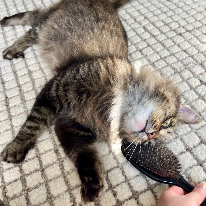 Cat Lover And Cookie Eater photo 3