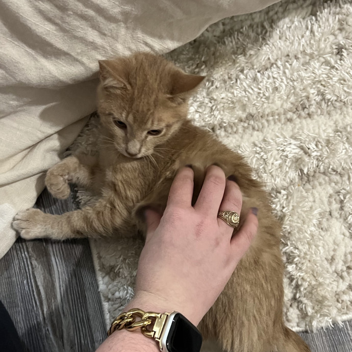 Zookeeper Here To Care For Your Kitties photo 3