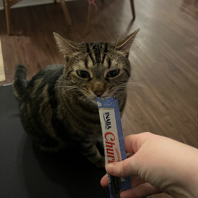 Zookeeper Here To Care For Your Kitties photo 2