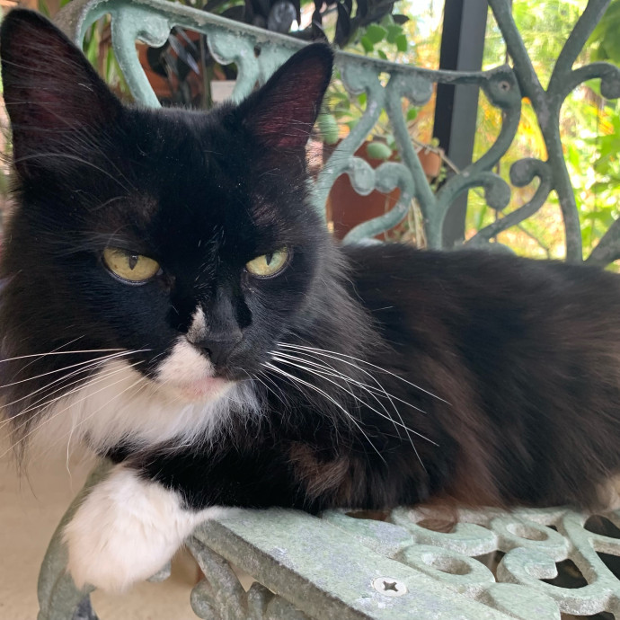 Your Cat's Purrfect Companion
