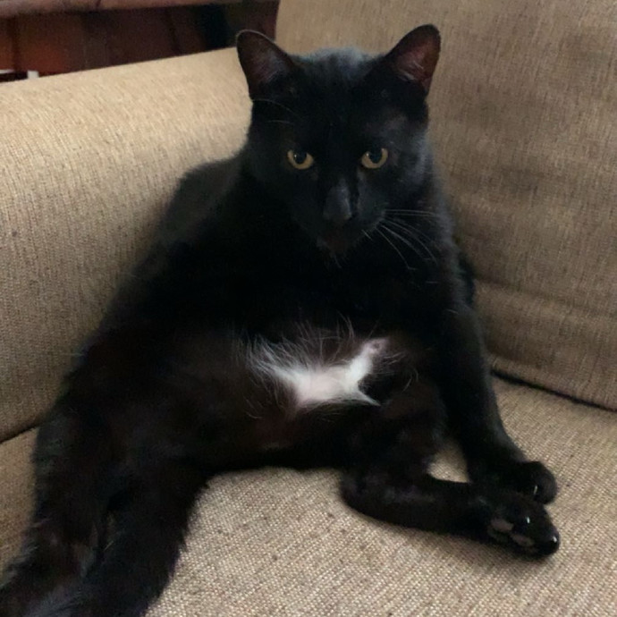 Your Cat's Purrfect Companion