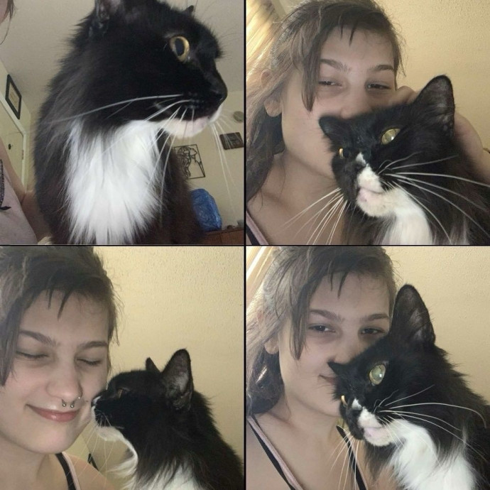 Your Cat's Purrfect Companion photo 3
