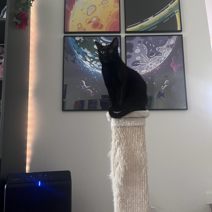 Work-From-Home Cat Dad And Cat Sitter