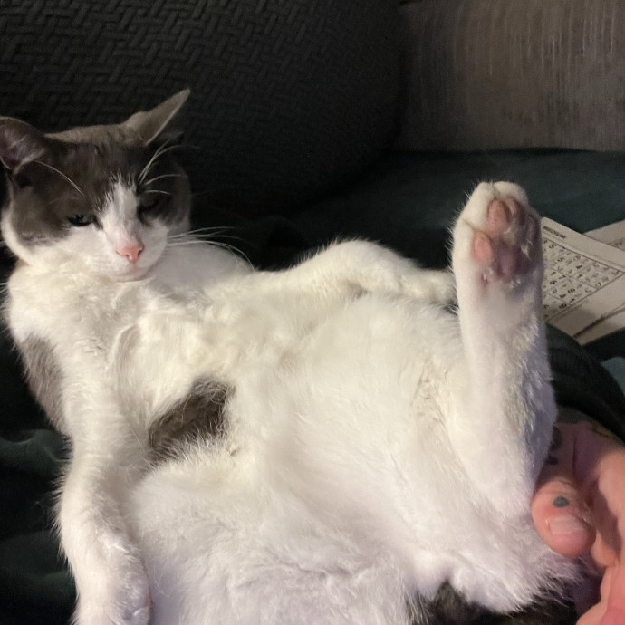 Work-From-Home Cat Dad And Cat Sitter