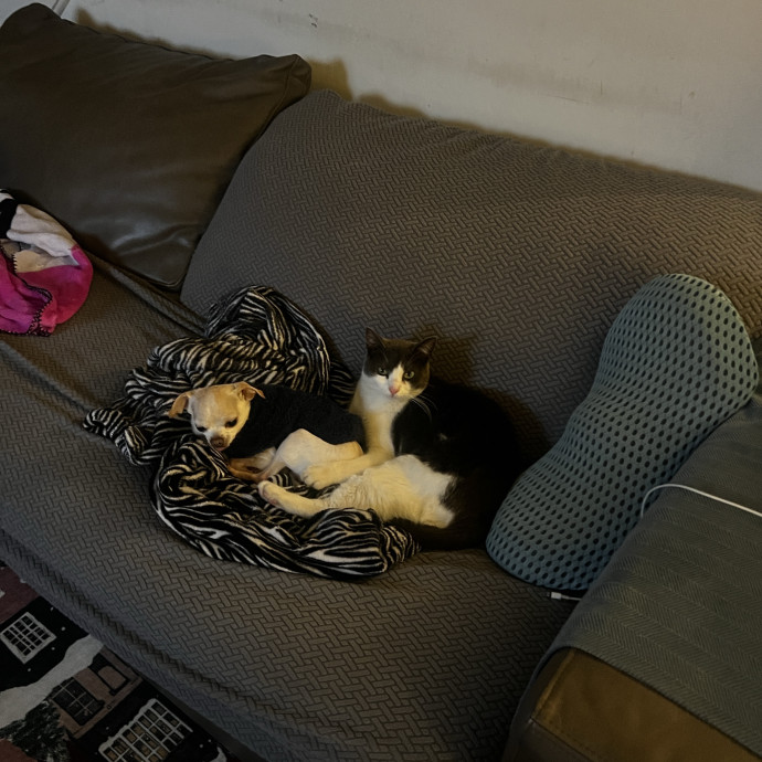 Work-From-Home Cat Dad And Cat Sitter