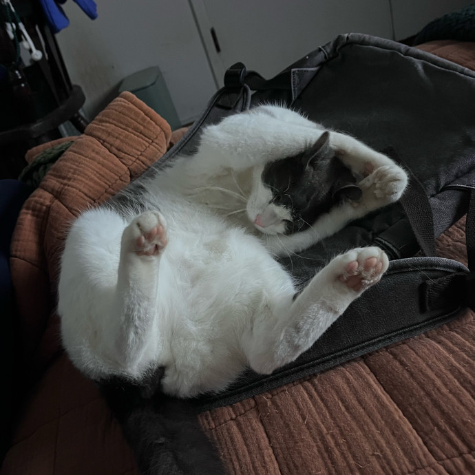 Work-From-Home Cat Dad And Cat Sitter